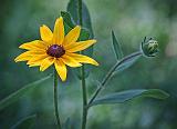 Black-eyed Susan_25700
